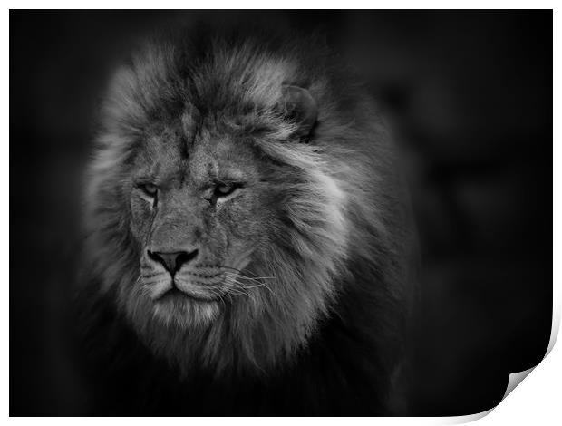 The Lion Print by Ceri Jones
