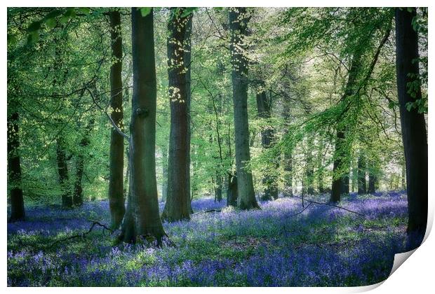 Spring Bluebell Woods Print by Ceri Jones