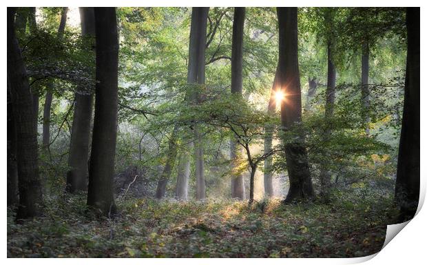 Morning Woodland Light Print by Ceri Jones