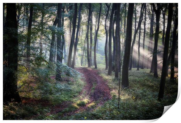 Morning Forest Path Print by Ceri Jones