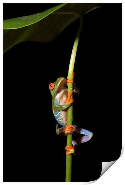 Red eyed Tree Frog Print by Ceri Jones