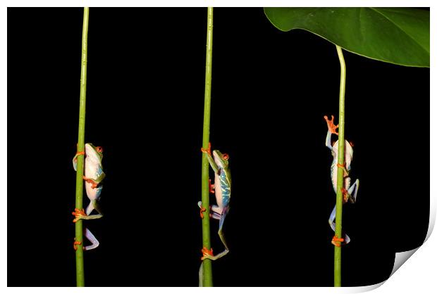 Climbing Red Eyed Tree Frogs Print by Ceri Jones