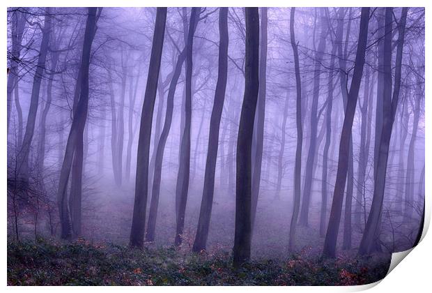 Foggy Woodlands Print by Ceri Jones