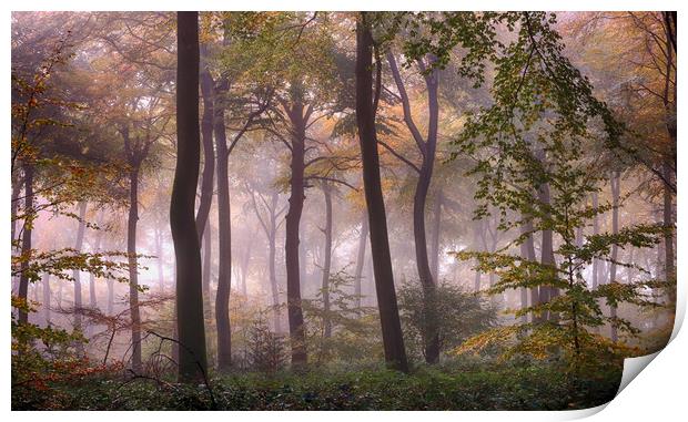 Misty Autumn Woodlands Print by Ceri Jones
