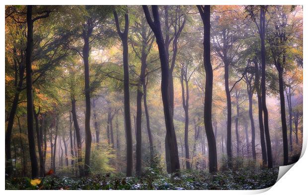 Autumn Beech Woodlands Print by Ceri Jones