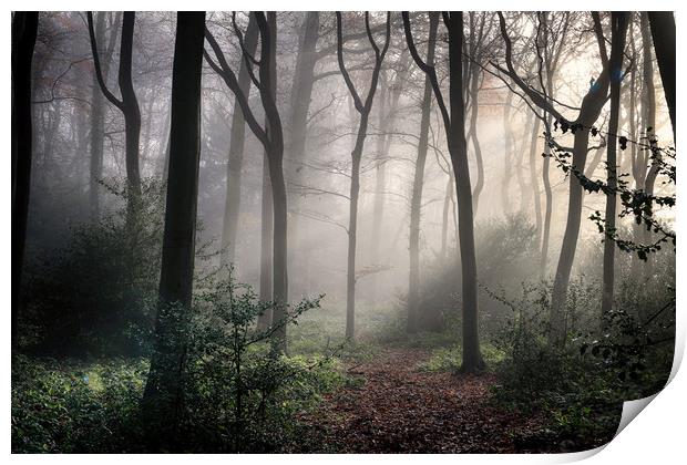 Misty Woodlands Print by Ceri Jones
