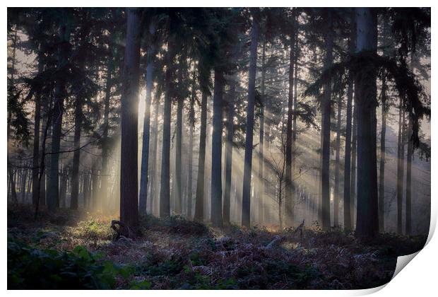 Winter Pine Woodlands Print by Ceri Jones