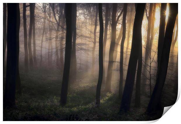 Woodland Dawn Print by Ceri Jones