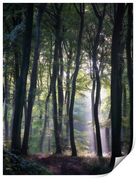 Morning Woodlands Print by Ceri Jones
