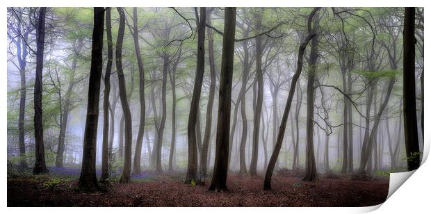 Misty Spring Woodlands Print by Ceri Jones