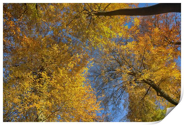 Autumn Canopy Print by Ceri Jones