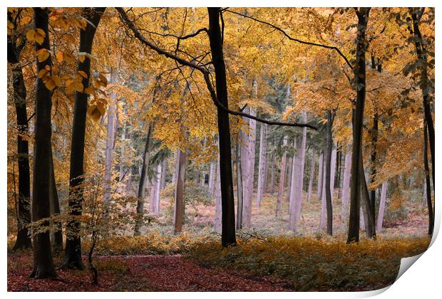 Autumn Forest Print by Ceri Jones
