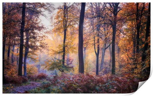 Autumn Morning Light Print by Ceri Jones