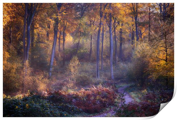 Autumn Woodland Path Print by Ceri Jones