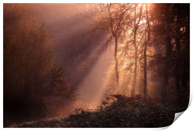 Foggy Morning Woods Print by Ceri Jones