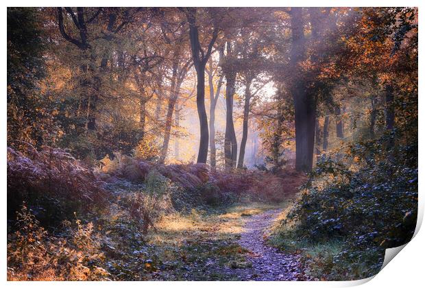 Autumn Path Print by Ceri Jones