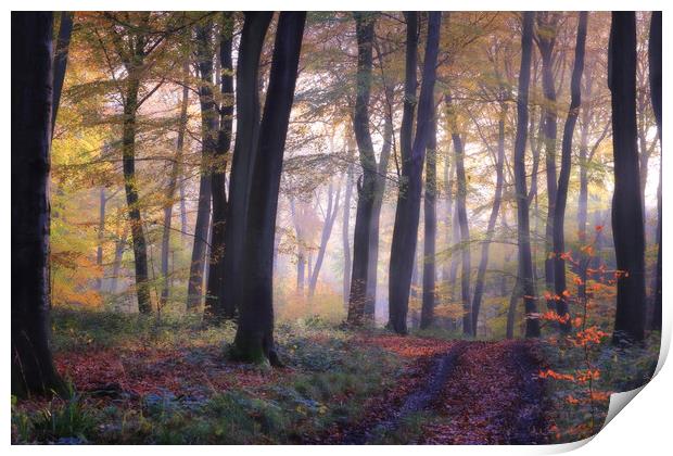 Autumn Woodlands Print by Ceri Jones