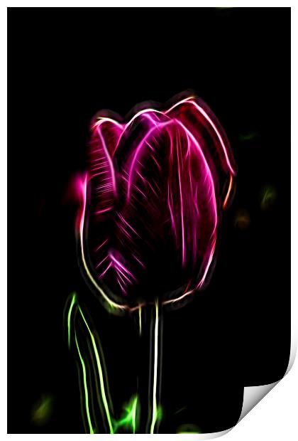  Tulips Print by mark lindsay