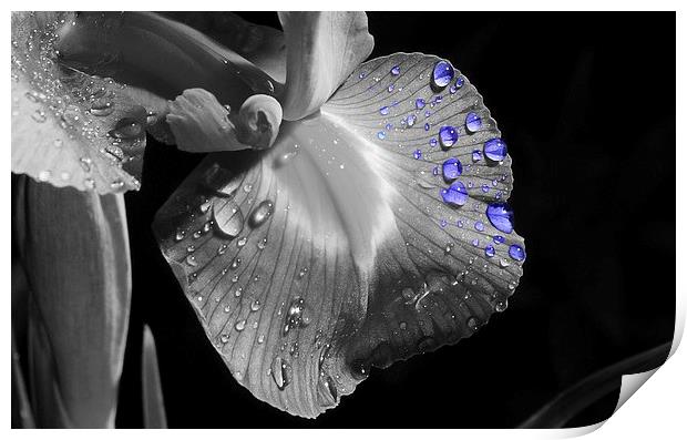 water drops Print by matt currie