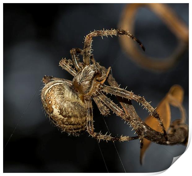 Female European garden Spider Print by Mark Hobbs