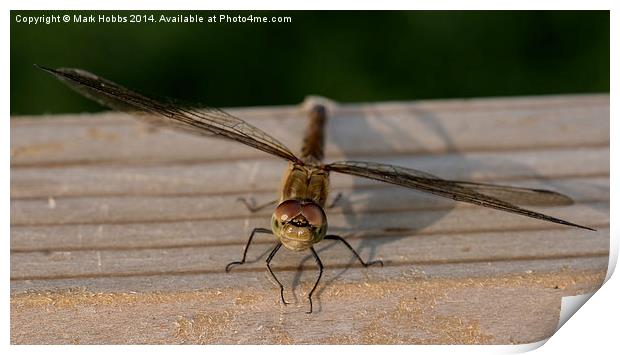 Common Darter Dragonfly Print by Mark Hobbs