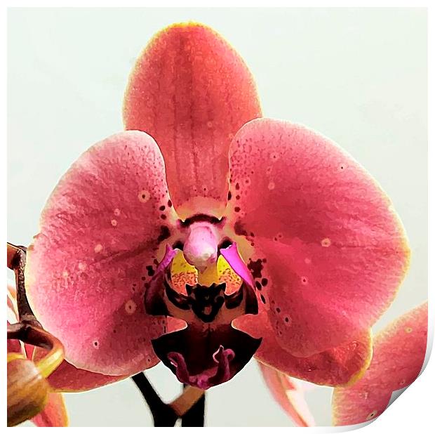 ORCHID BEAUTY Print by len milner