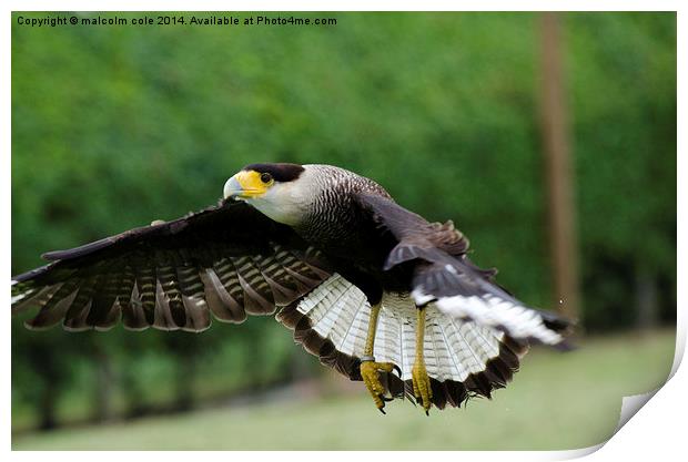 a soaring eagle Print by malcolm cole