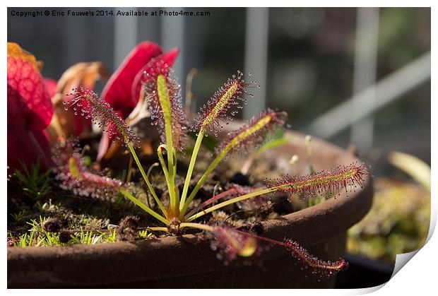 carnivorous plant Print by Eric Fouwels