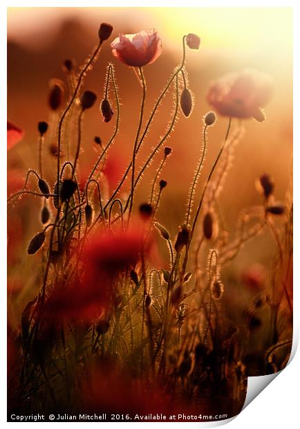 Poppies Print by Julian Mitchell