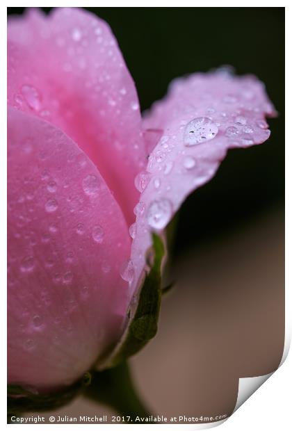 Rose petals after the rain Print by Julian Mitchell