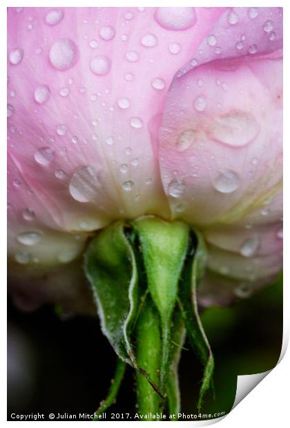 Rose after the rain Print by Julian Mitchell