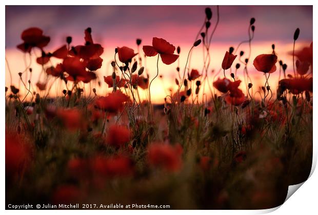 Poppies Print by Julian Mitchell