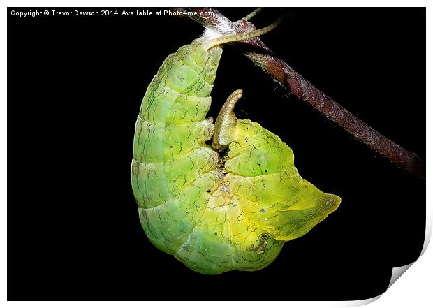 Caterpillar turning into chrysalis Print by Trevor Dawson