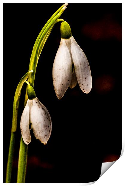 Snowdrops Print by