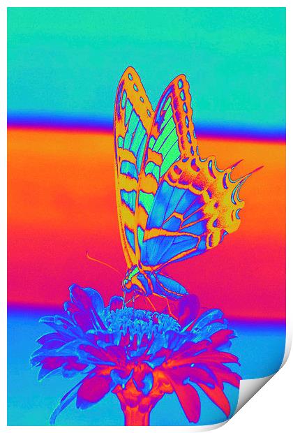 Butterfly Print by Matthew Lacey