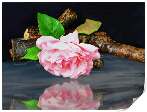 Mirrored Rose  Print by Jason Williams