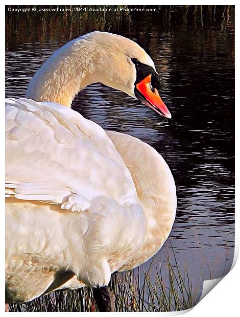 Swan in Sunlight Print by Jason Williams