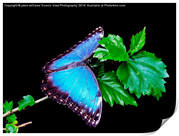 Blue Morpho Butterfly Print by Jason Williams