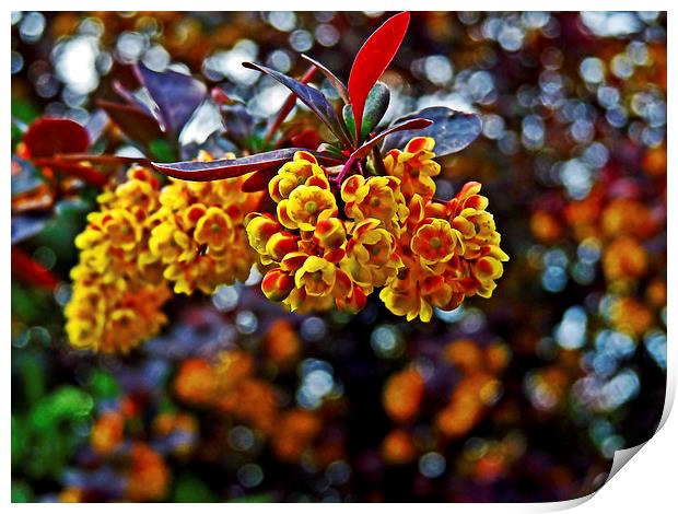 Berberis Print by Jason Williams