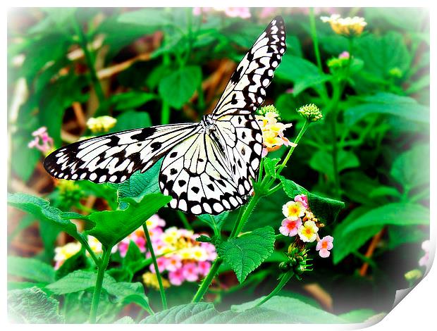 The Common Mime Butterfly on flowers Print by Jason Williams