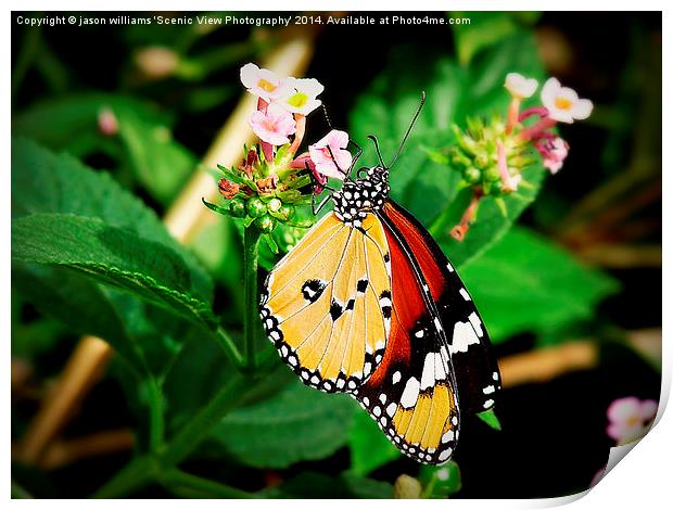Plain Tiger Butterfly-Danaus chrysippus. Print by Jason Williams