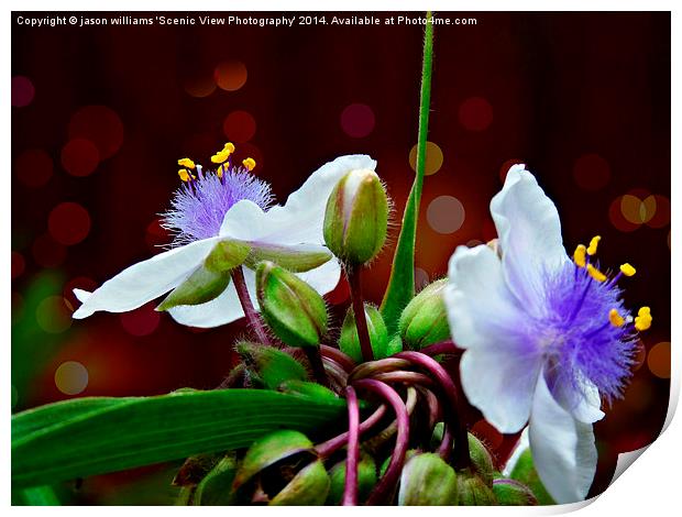 Tradescantia (Andersoniana Group) #1 Landscape Print by Jason Williams