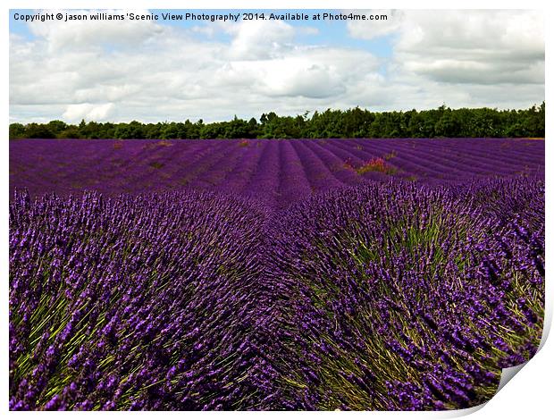 Lavender Landscape (Version 1)  Print by Jason Williams