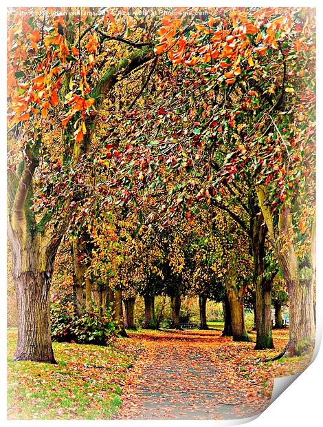  Autumn Avenue Print by Jason Williams