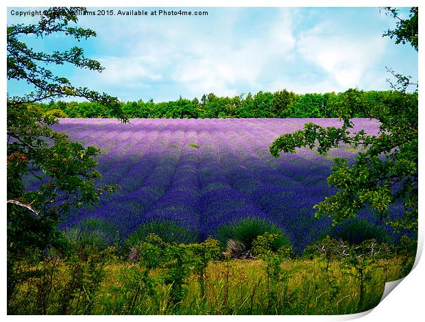  Summertime Lavender Print by Jason Williams