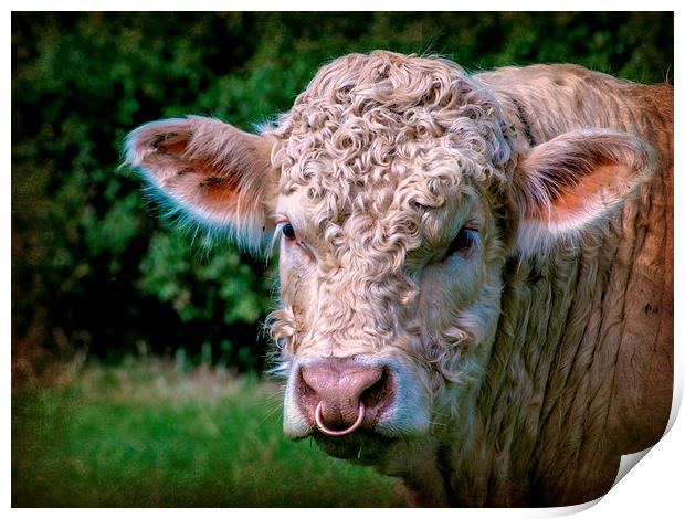 Charolais Bull Print by Jason Williams