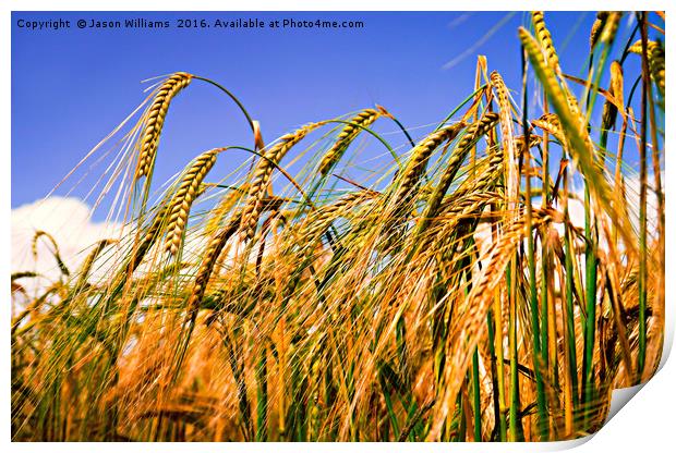 Golden Harvest Print by Jason Williams