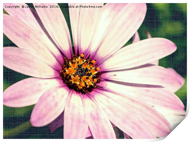 Daisy. Print by Jason Williams