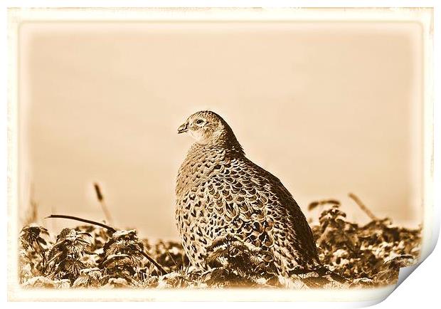  pheasant  Print by lee smith