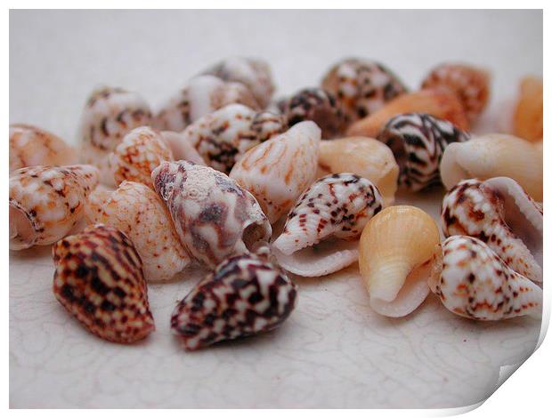 Mini Shells Print by Susan McGowan
